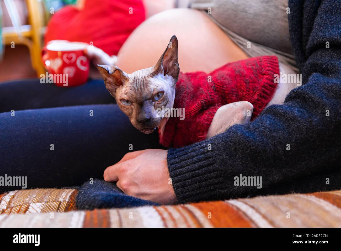 Sphynx Hairless Cat High Resolution Stock Photography And Images Alamy Sphynx Hairless Cat High Resolution Stock Photography And Images Alamy