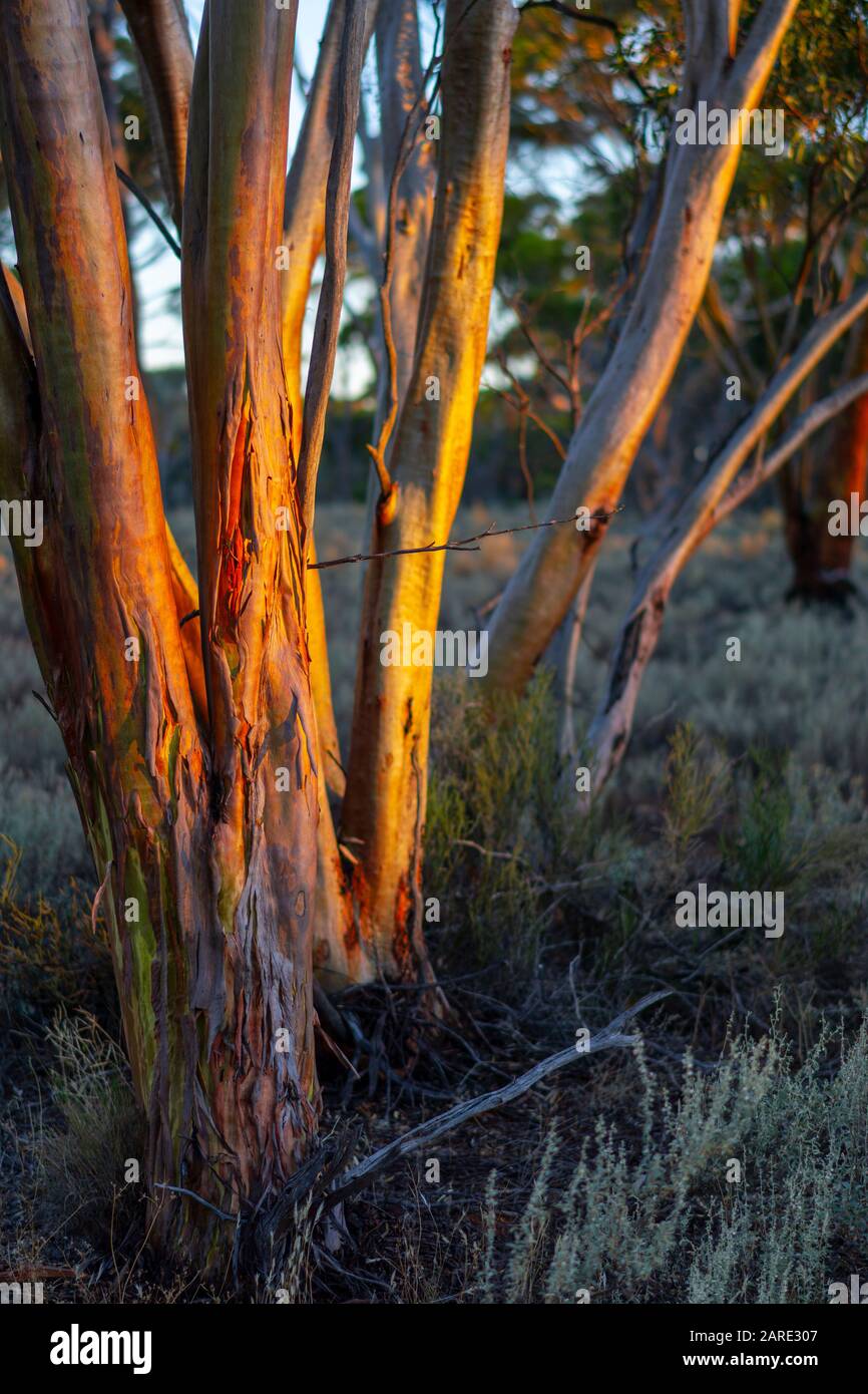 Salmon Gum (Eucalyptus salmonophloia) shedding bark, Westonia, West Australia Stock Photo