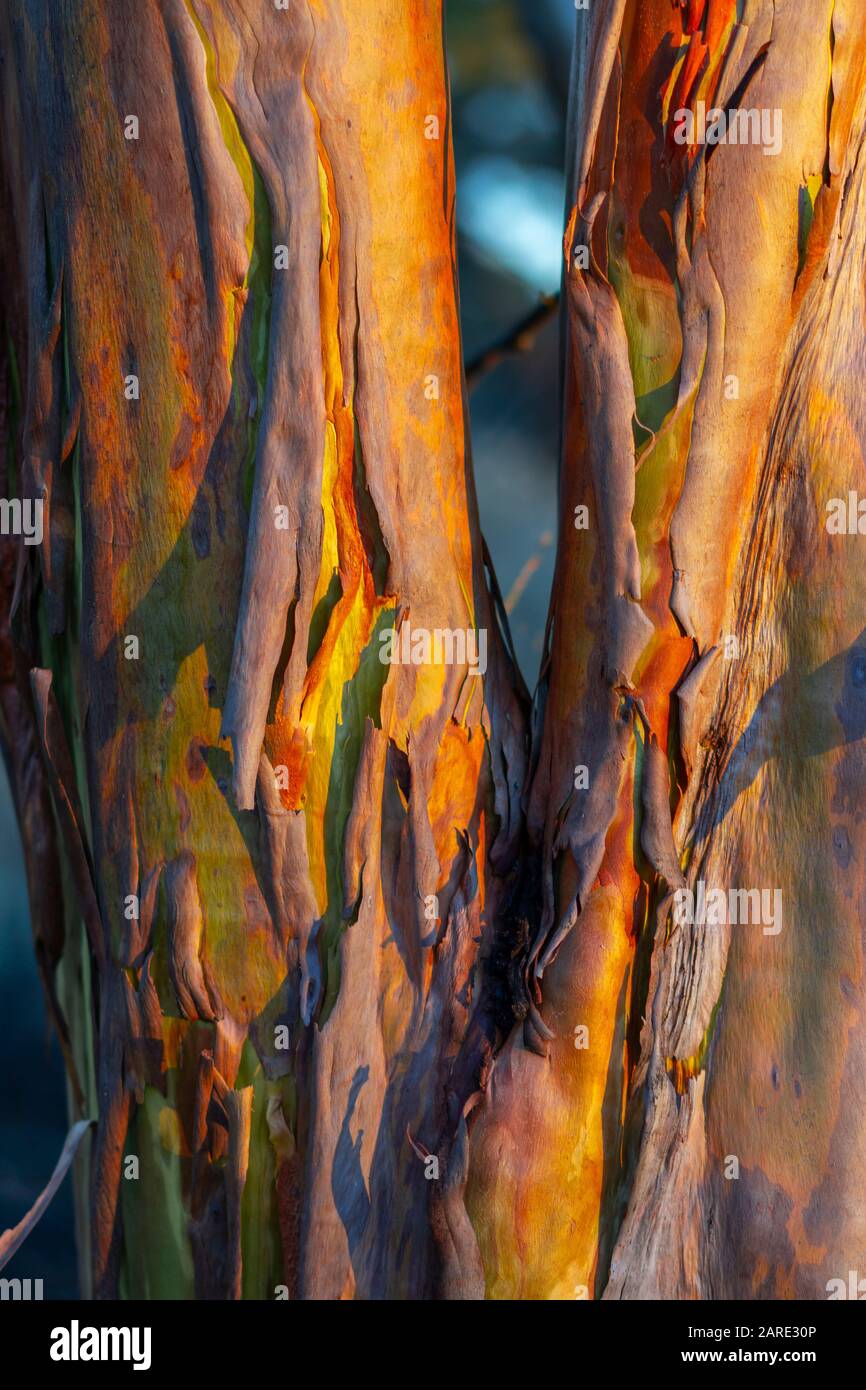 Salmon Gum (Eucalyptus salmonophloia) shedding bark, Westonia, West Australia Stock Photo