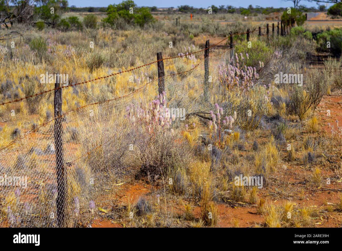 Rabbit proof fence near Wubin Western Australia Stock Photo Alamy