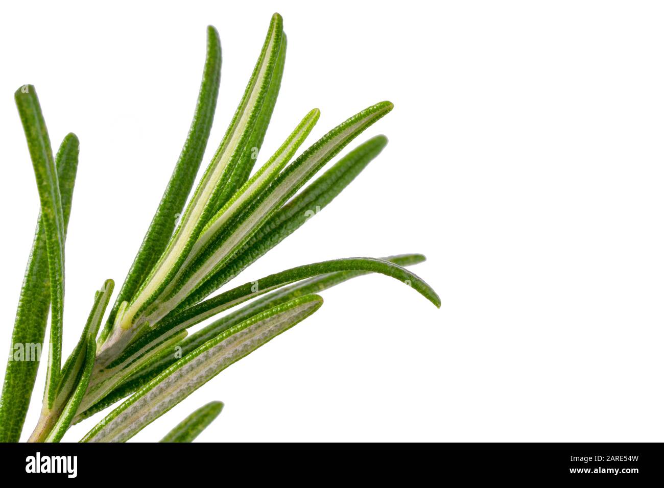 Rose Leaves on a White Background. Stock Image - Image of edges, twig:  136279187