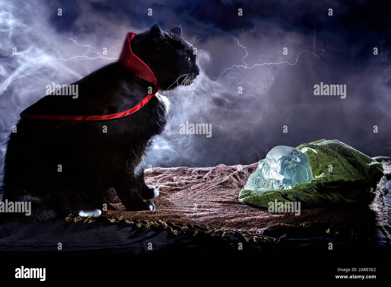 Cute black cat wearing a cape costume for Halloween posing with a ...