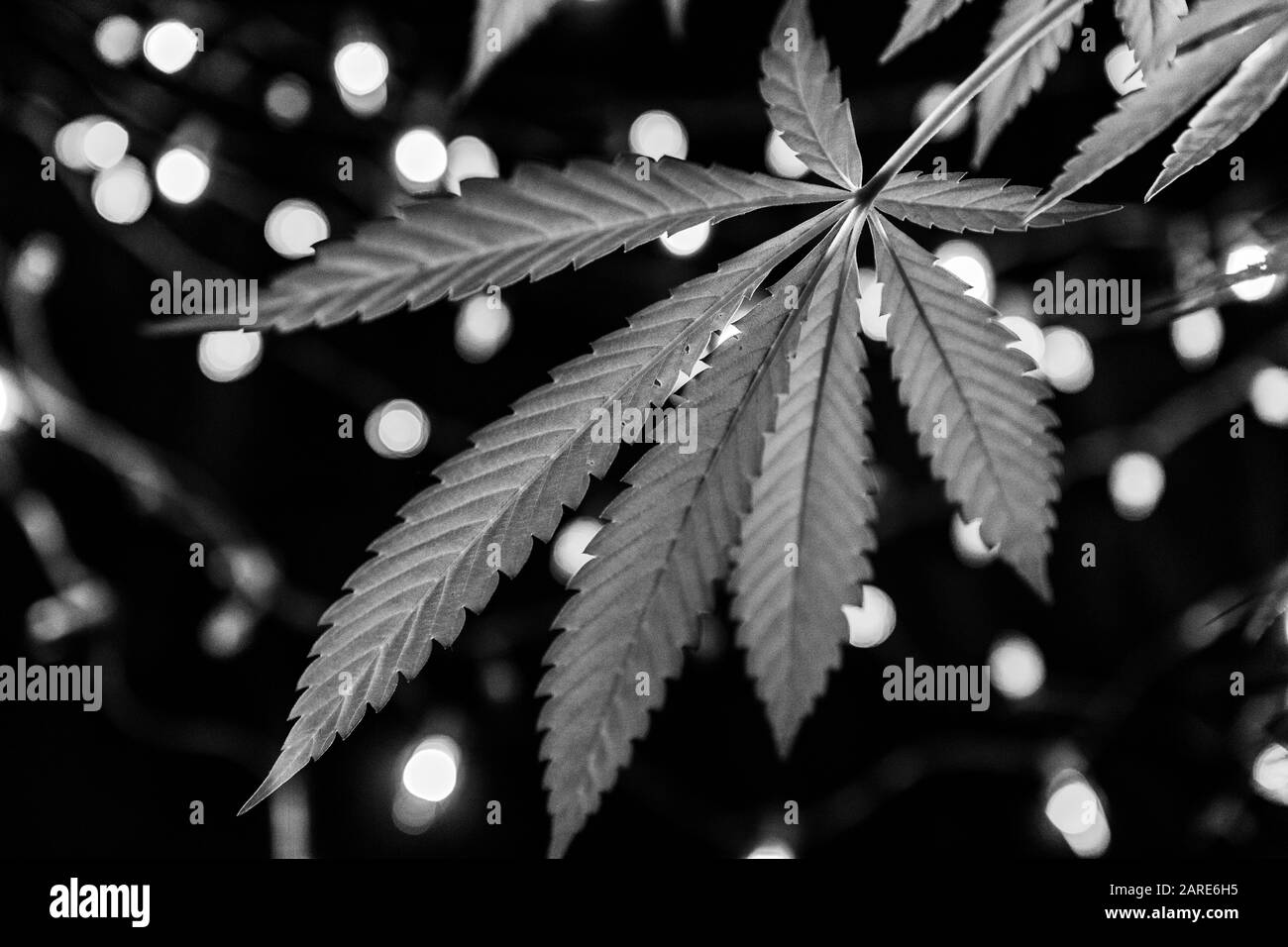 High contrast black and white selective focus closeup of the underside of a cannabis plant leaf shot from low angle. Out of focus lights in the background. Stock Photo