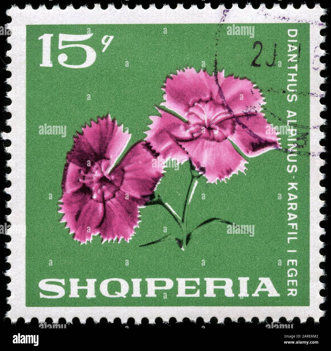 Alpine Pink (Dianthus alpinus) Stock Photo