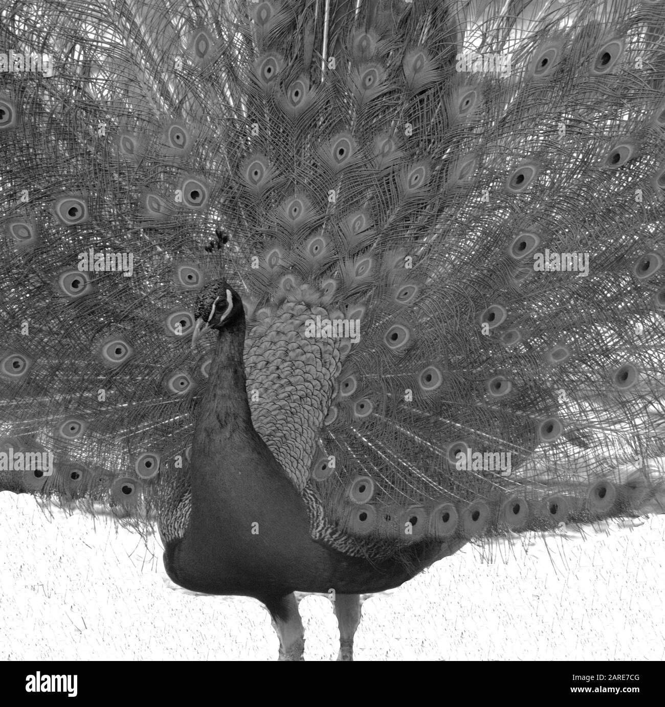 Greyscale shot of a beautiful peacock with an open tail Stock Photo