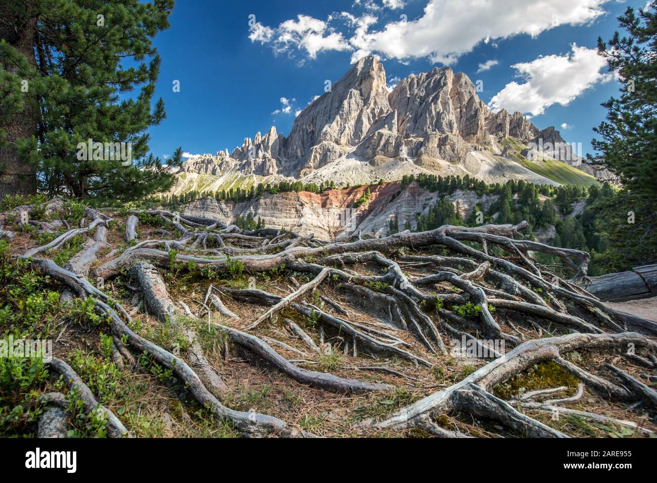 Beautiful shot of tree roots and a big mountain in the background Stock ...