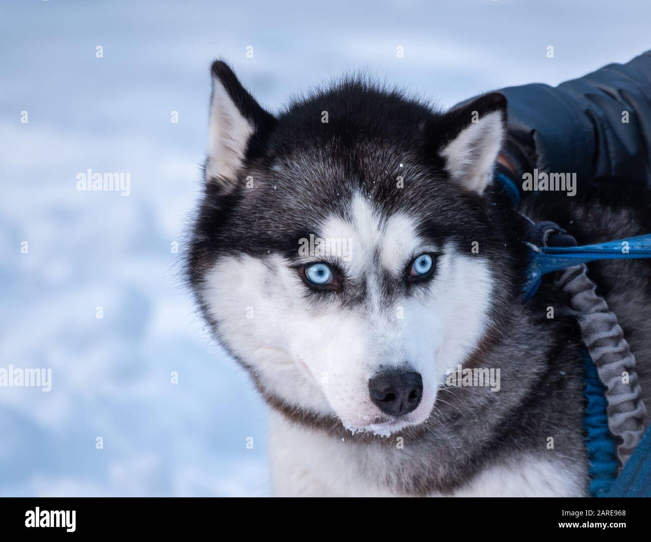 White husky with blue on sale eyes