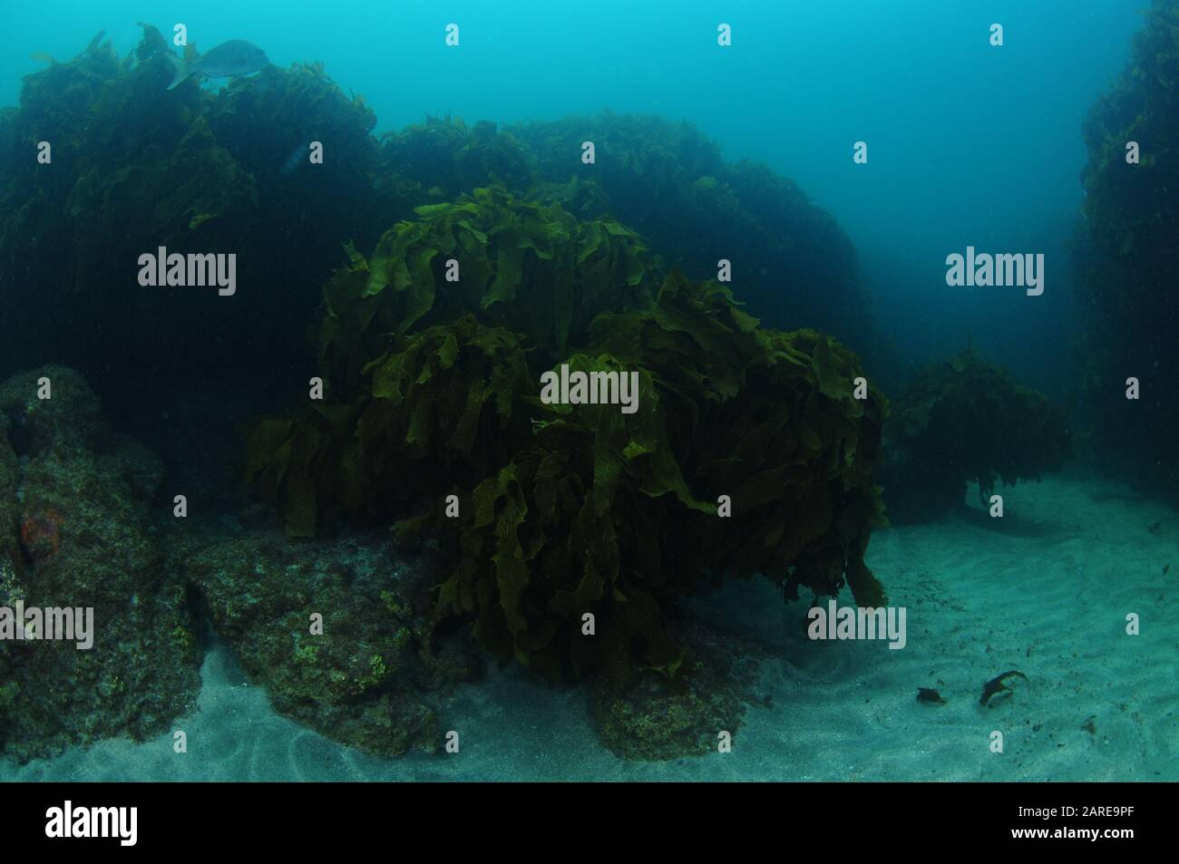 Moody atmosphere in dark kelp forest and on sandy bottom around on overcast day. Stock Photo