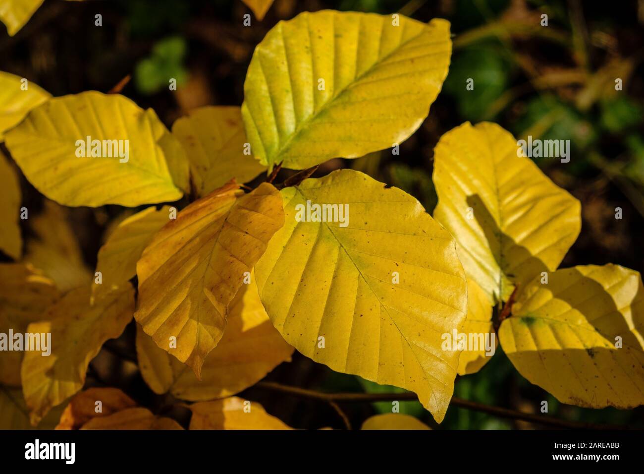 Closeup of yellow leaves under the sunlight in a garden with a blurry
