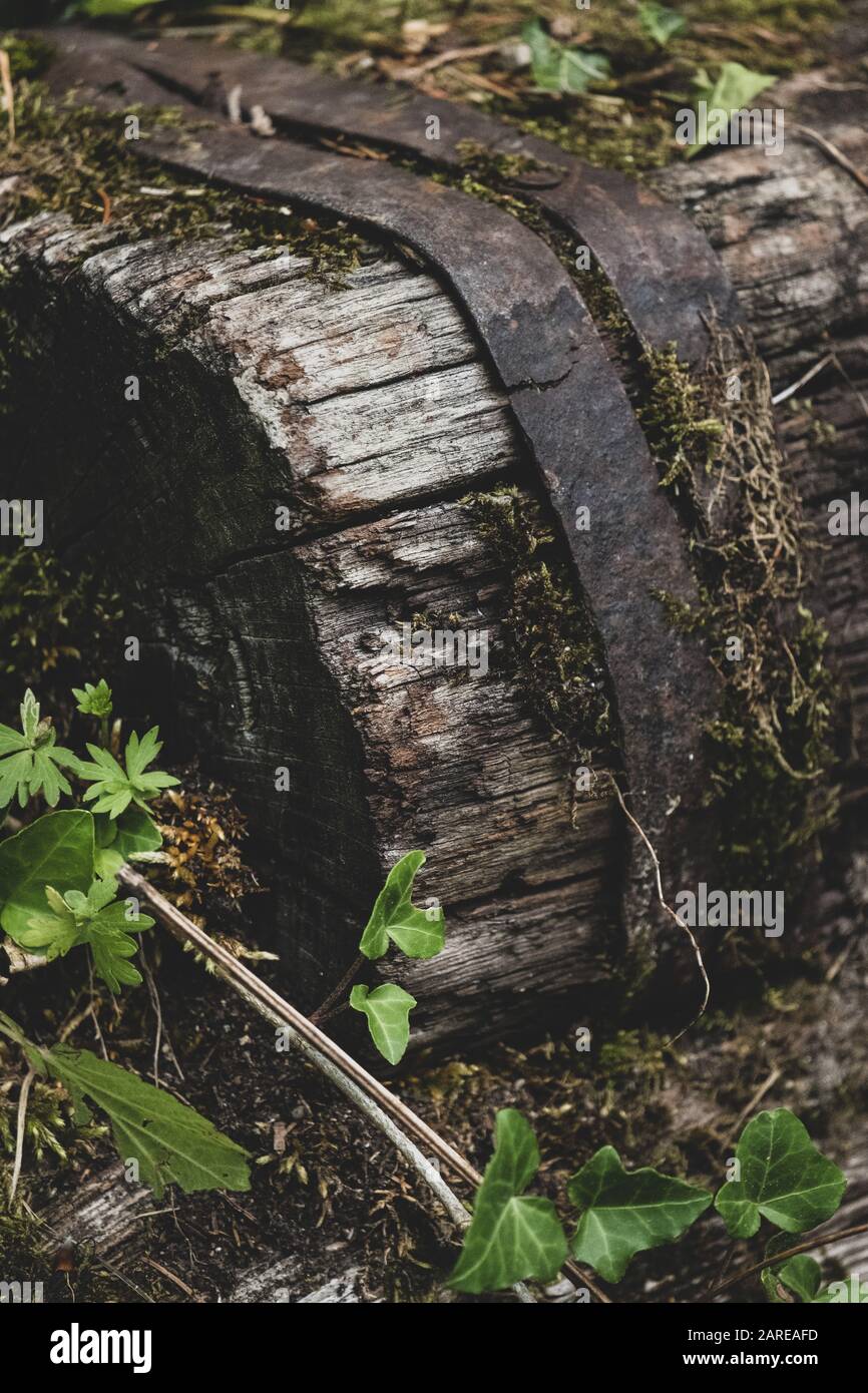Vertical picture of a tree trunk covered in mosses and leaves under the sunlight Stock Photo