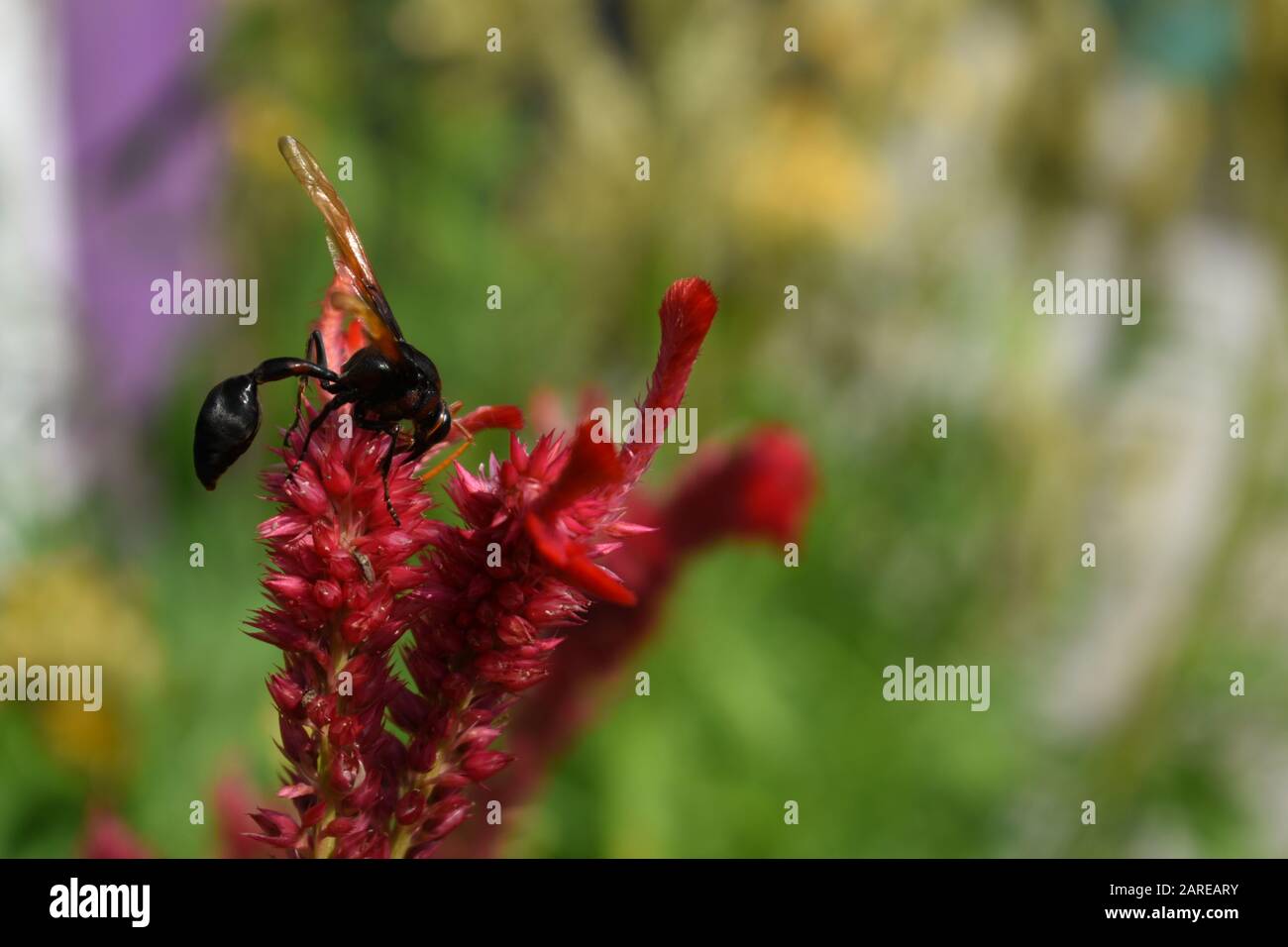 A potter wasp perched on a red celosia flower. Surakarta, Indonesia. Stock Photo