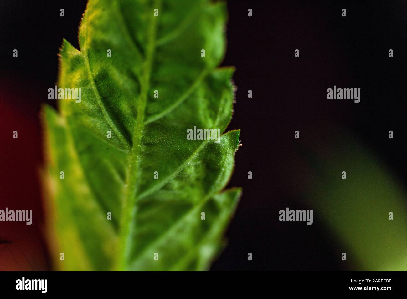Extreme selective focus closeup of a single fan leaf from a cannabis
