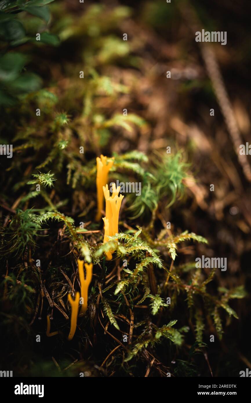 Background blooming forest moss hi-res stock photography and images - Alamy