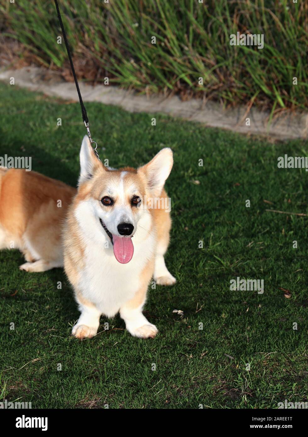 Corgi dog art hi-res stock photography and images - Alamy