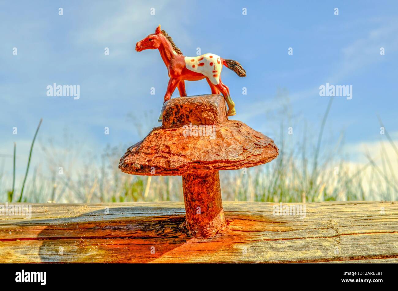 Spotted horse hires stock photography and images Alamy
