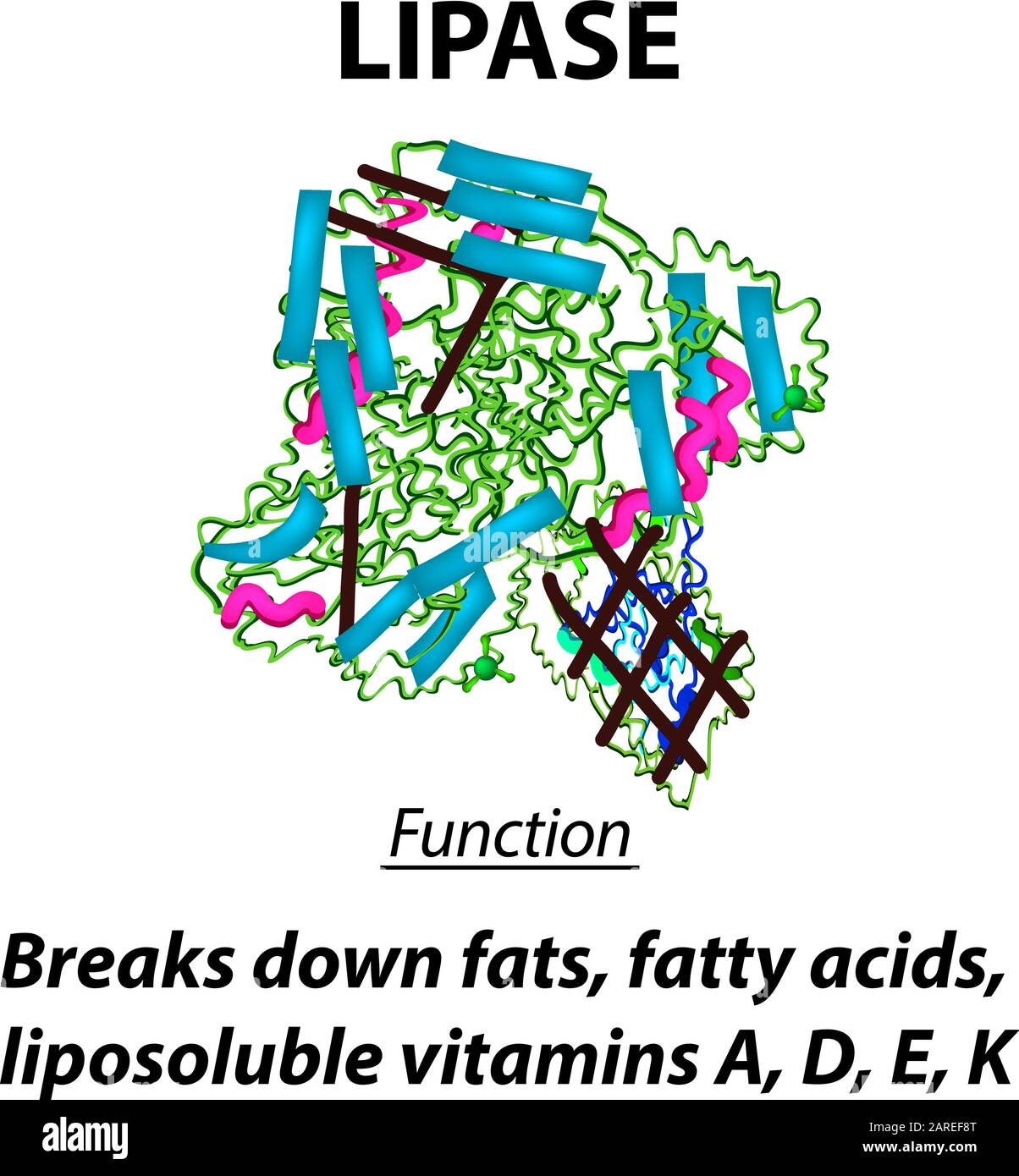 Molecular structural chemical formula Lipase. Functions of the enzyme