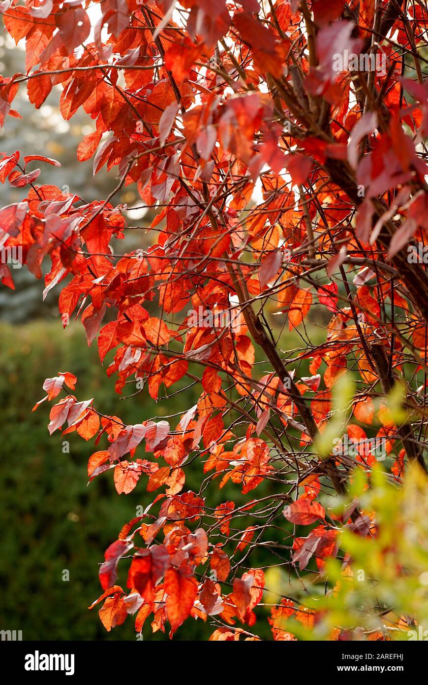 red leaves of decorative plum in full sun Stock Photo