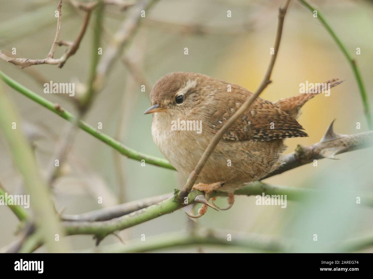 Wren with insects in its beak hi-res stock photography and images - Alamy