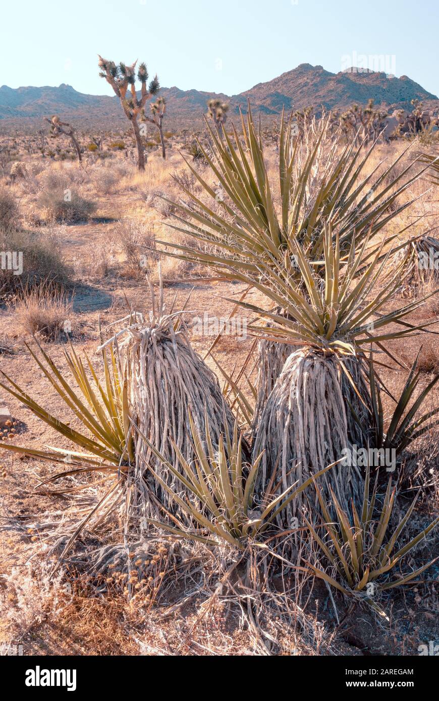 Mojave Yucca plants, Yucca schidigera, in desert landscape with old