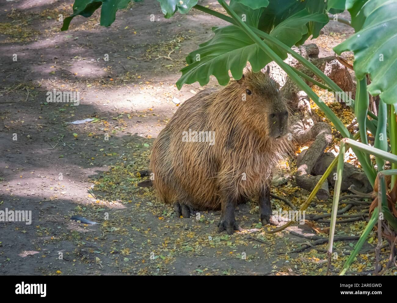 Capybaras (Hydrochoerus hydrochaeris), the largest living rodent in the world, native to South America Stock Photo - Alamy Capybaras (Hydrochoerus hydrochaeris), the largest living rodent in the world, native to South America Stock Photo - Alamy