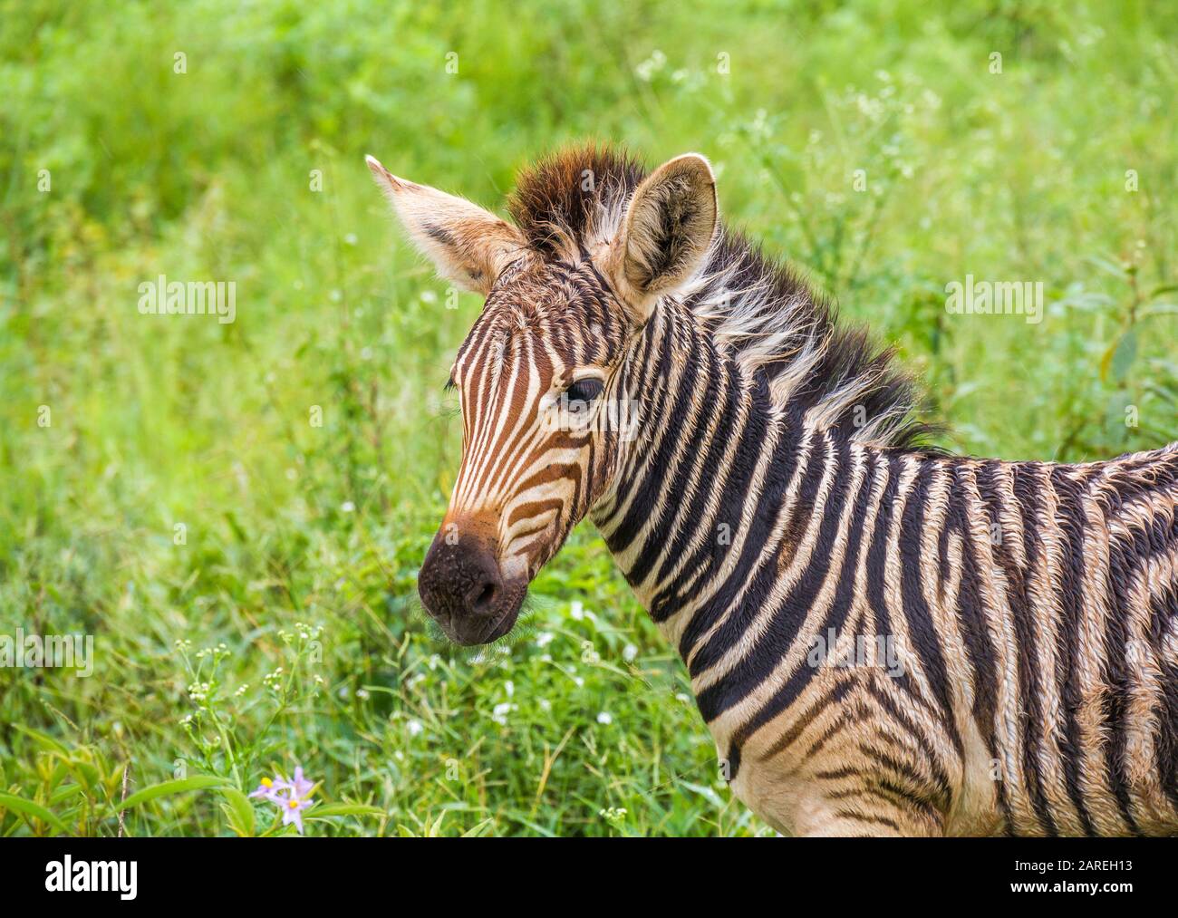 Portrait Of A Burchell S Zebra In The Kruger National Park In South Africa Image In Horizontal Format Stock Photo Alamy