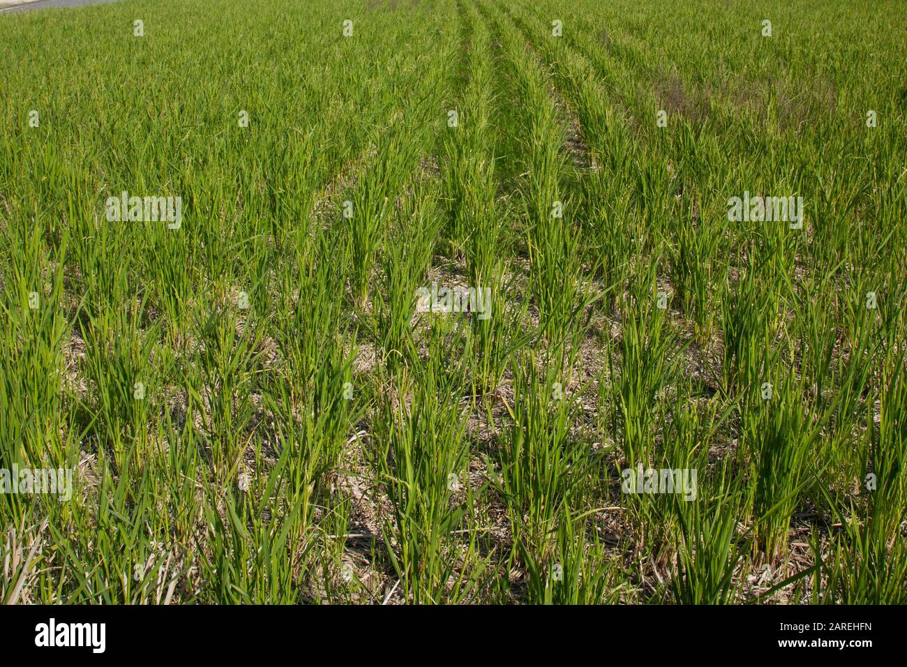 Rice field in Japan Stock Photo - Alamy