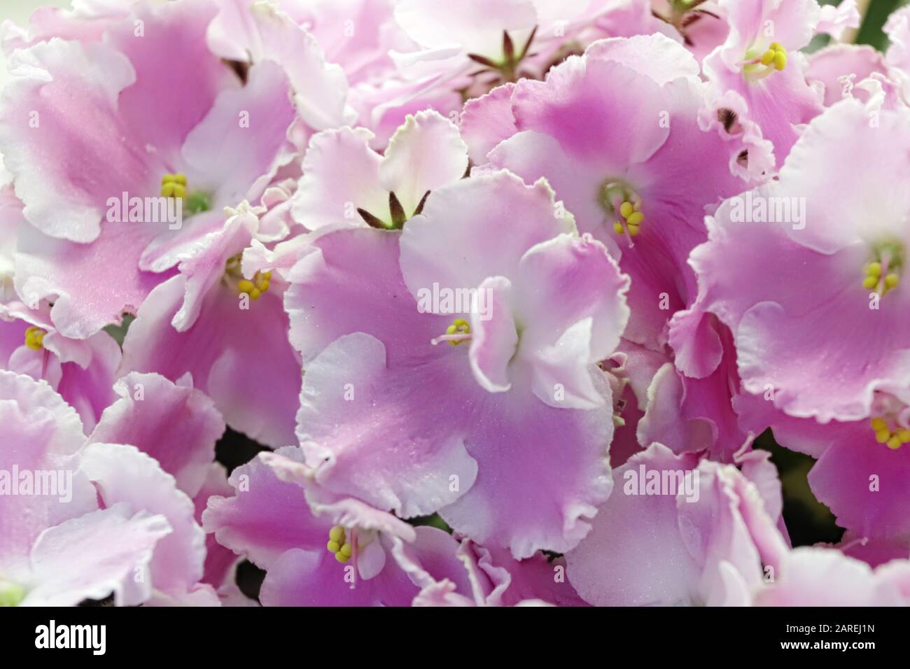 Beautiful Saintpaulia Or Uzumbar Violet Pink Indoor Flowers Close