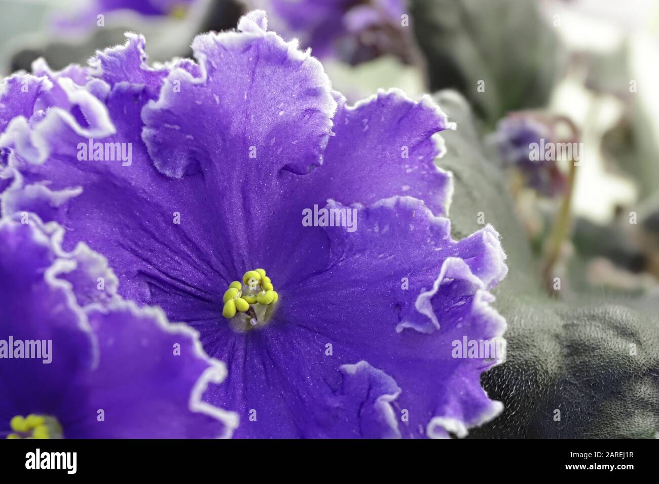 Beautiful Saintpaulia Or Uzumbar Violet Violet Indoor Flowers