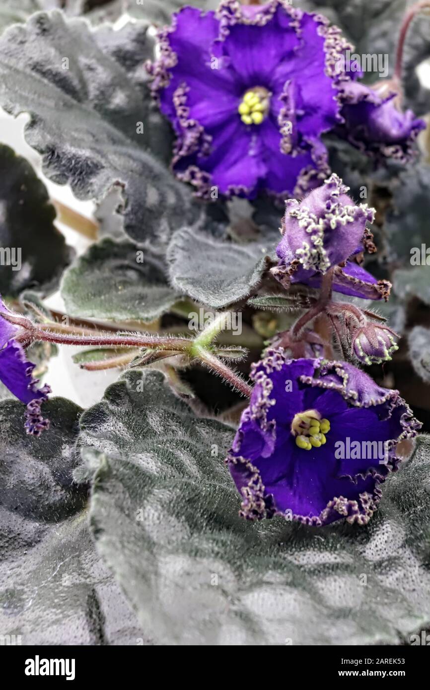 Beautiful Saintpaulia Or Uzumbar Violet Violet Indoor Flowers
