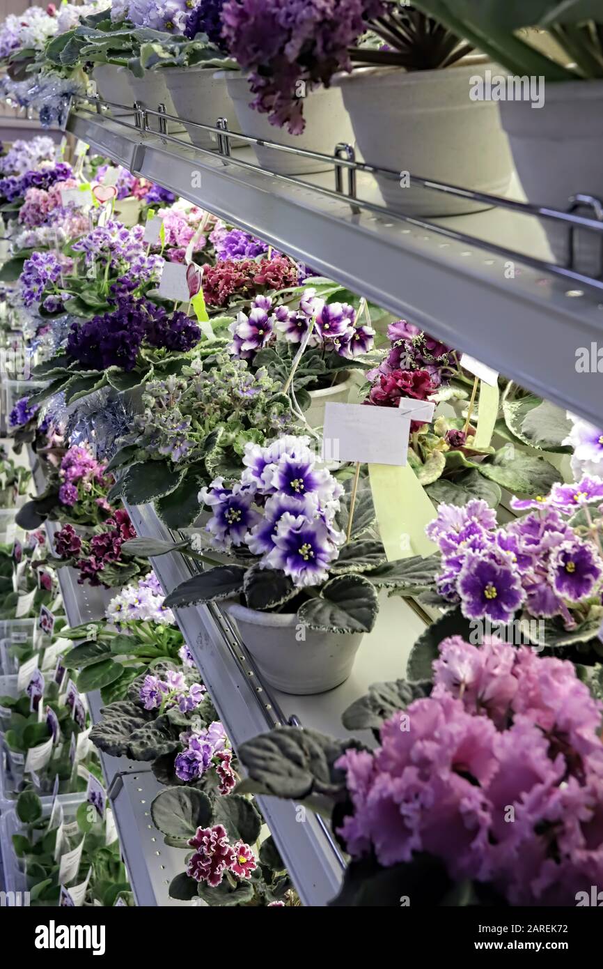 Beautiful flowers of African violet or Saintpaulia of different colors stand in rows on the shelves of a flower shop. Indoor flowers for home and wint Stock Photo