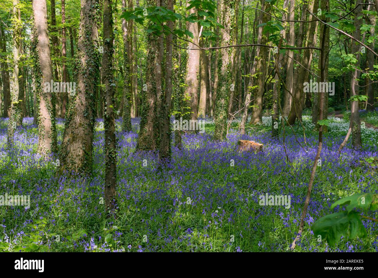 Browns ham Woods, Bluebell wood, North Devon, UK Stock Photo