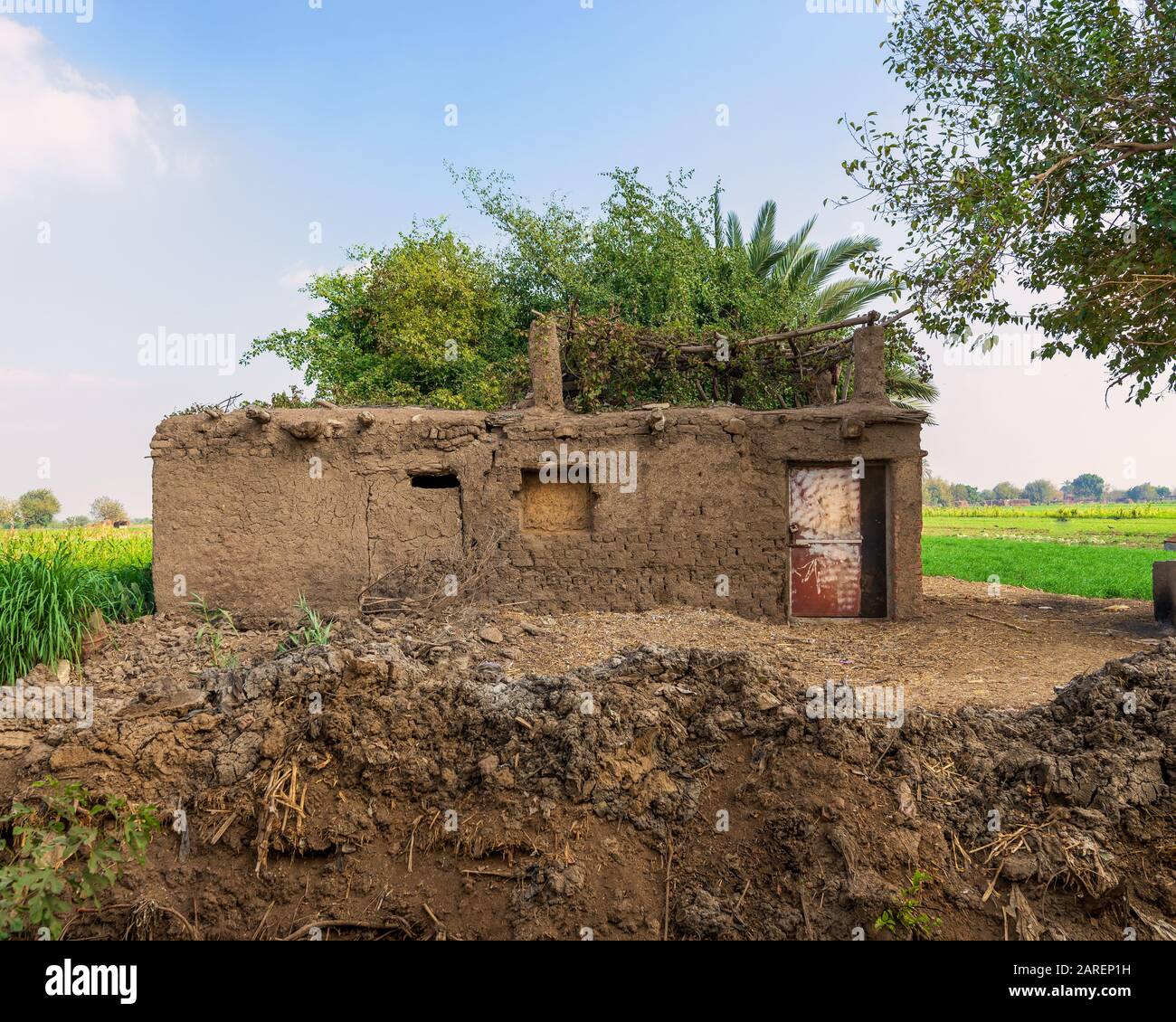 Exotic clay rocked house without windows with tropical green plants on roof at village on sunny