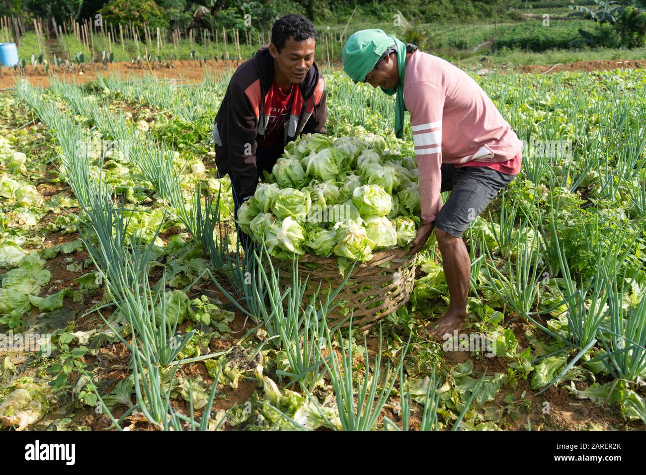 Two Filipino farmers lifting a heavy basket of lettuce they have just