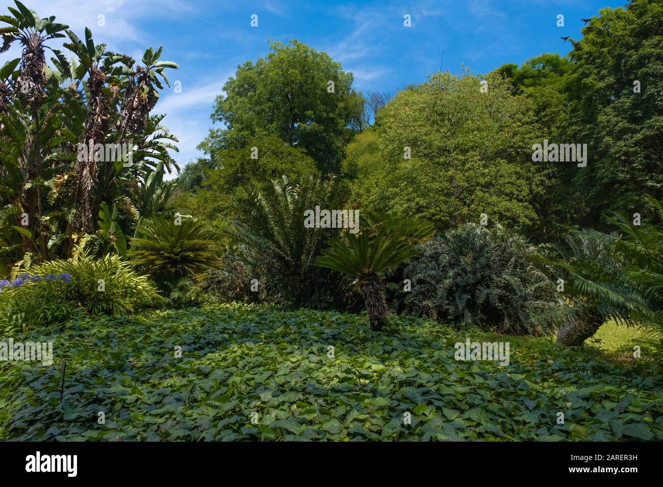 Subtropical Forest Botanical Gardens In The Palermo District Of
