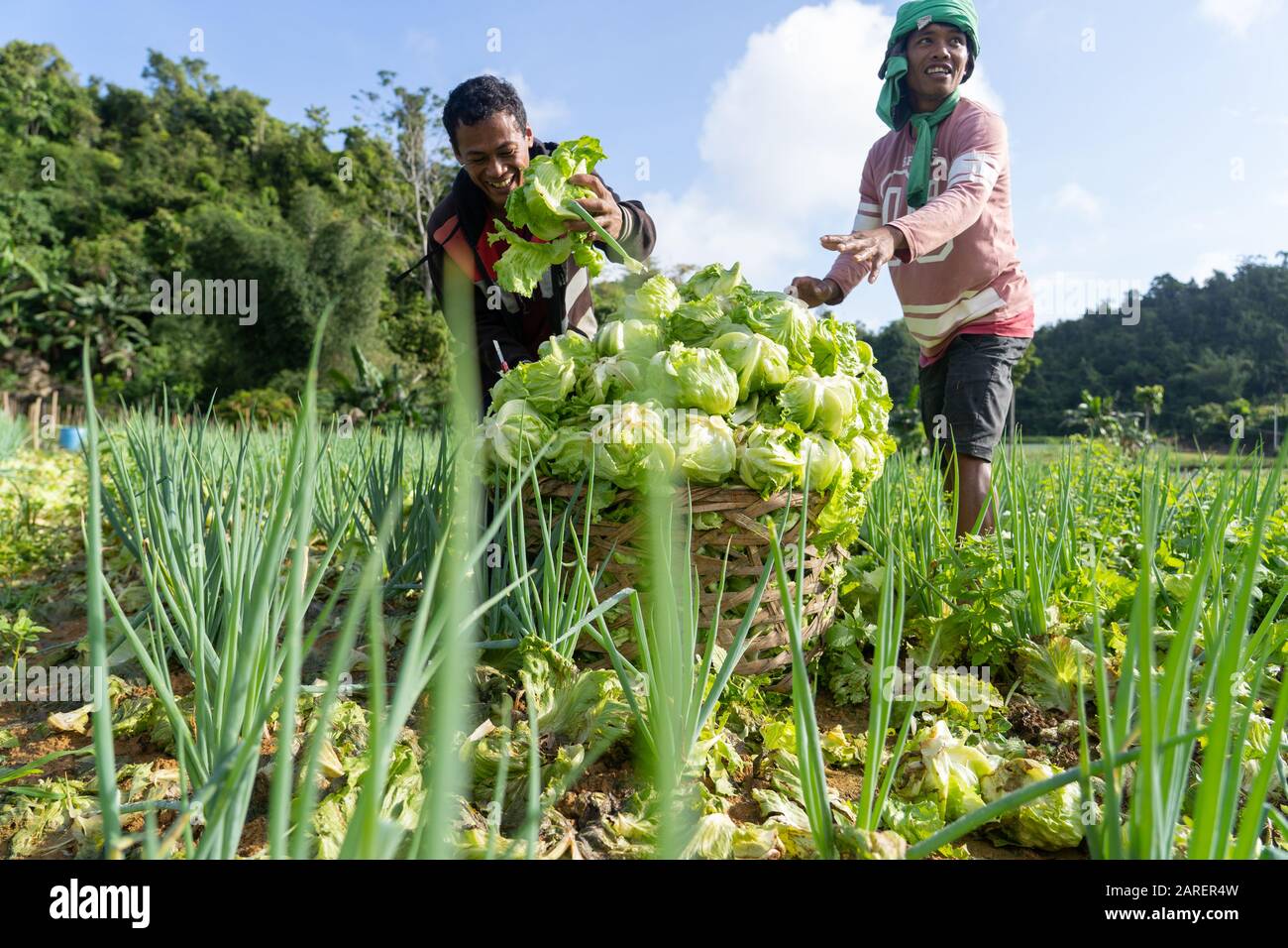 Two Filipino farmers harvesting lettuce in a mountain area of Cebu,Philippines Stock Photo