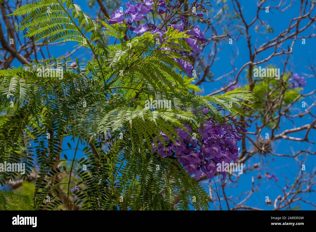 Blossoming Jacarandas in Buenos Aires, Argentina Stock Photo