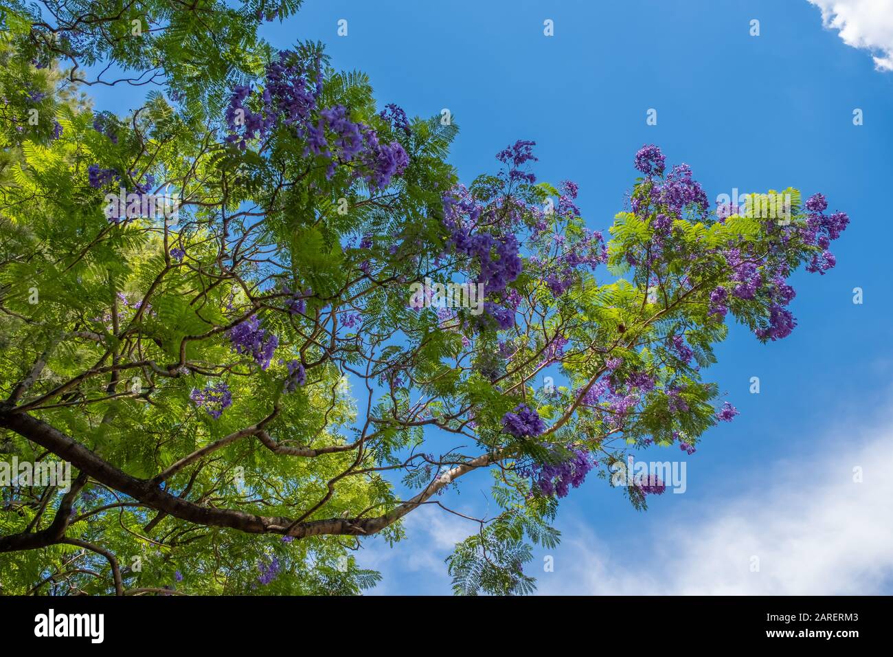 Blossoming Jacarandas in Buenos Aires, Argentina Stock Photo