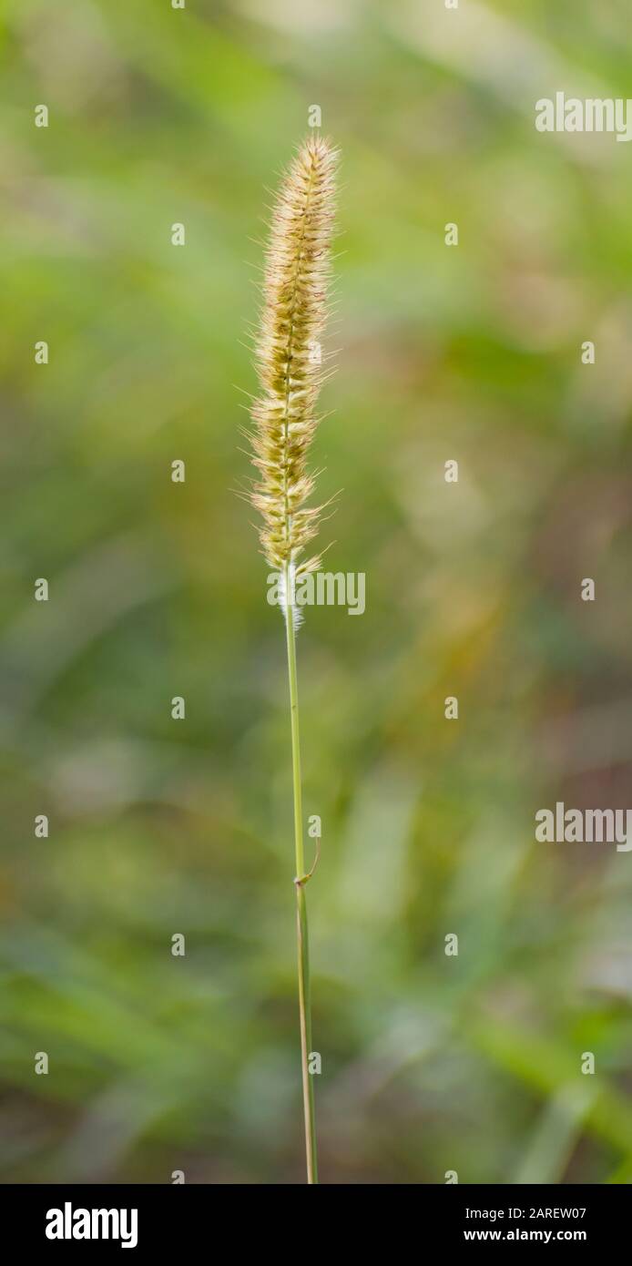 What Is Timothy Grass Uses And Benefits Of Timothy Grass atelieryuwa