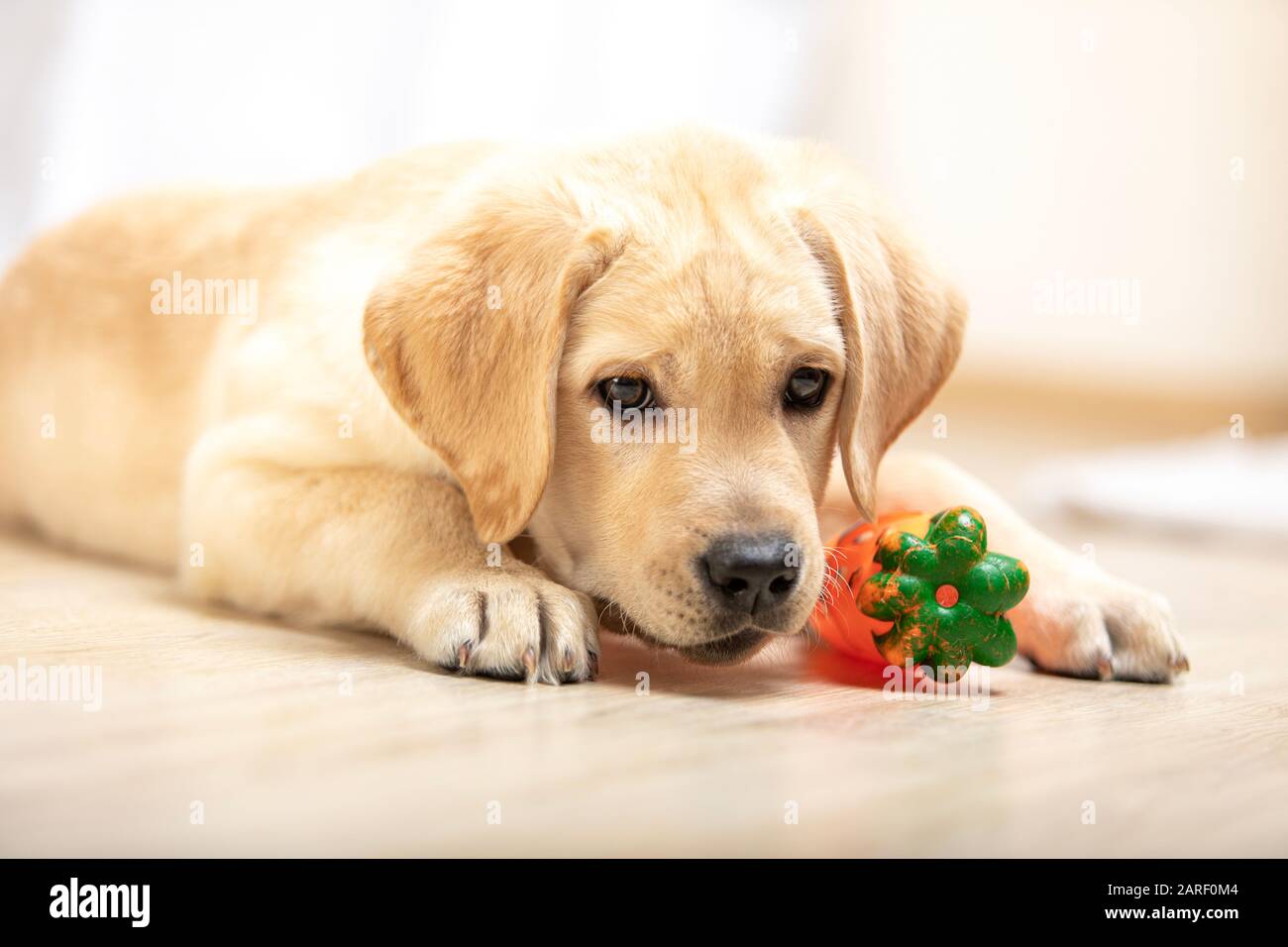 little labrador puppy played with toy in the house Stock Photo