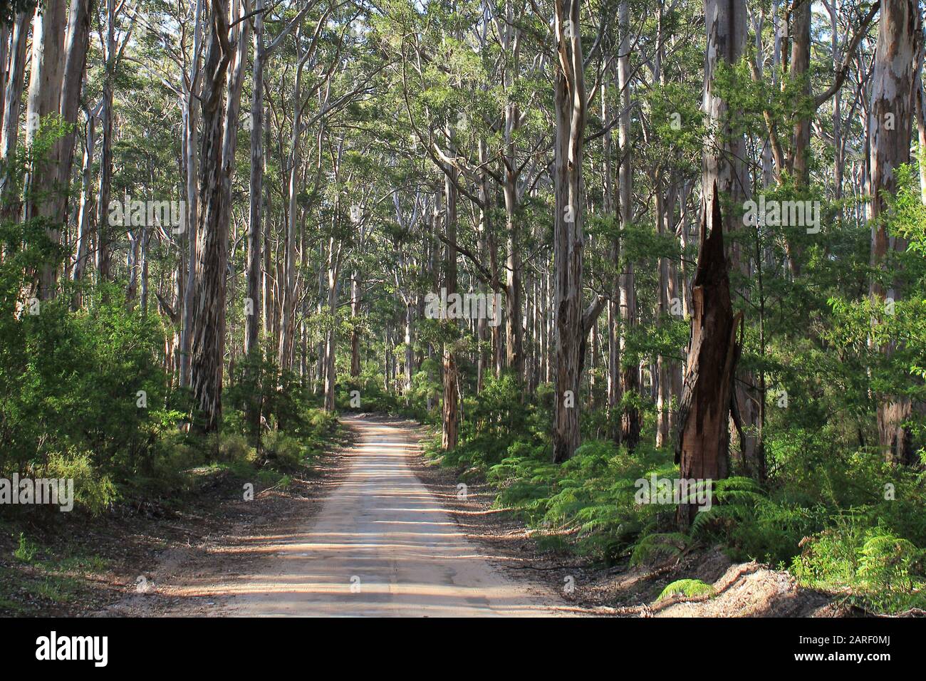 South West forest, Margaret River, Australia Stock Photo