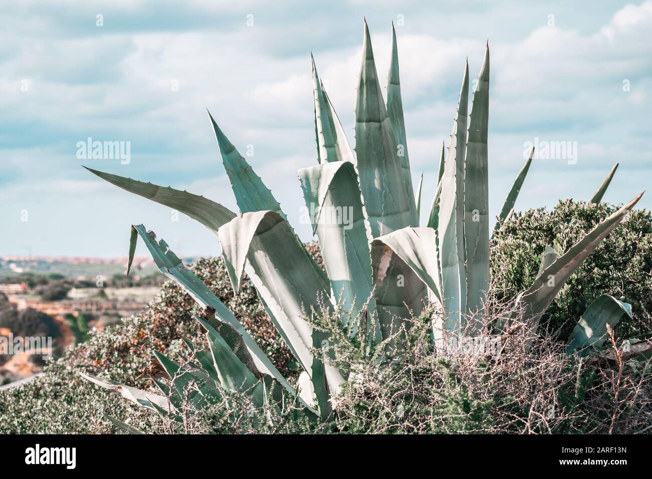 Aloe Vera succulent plant in the Algarve region of Portugal Stock Photo -  Alamy