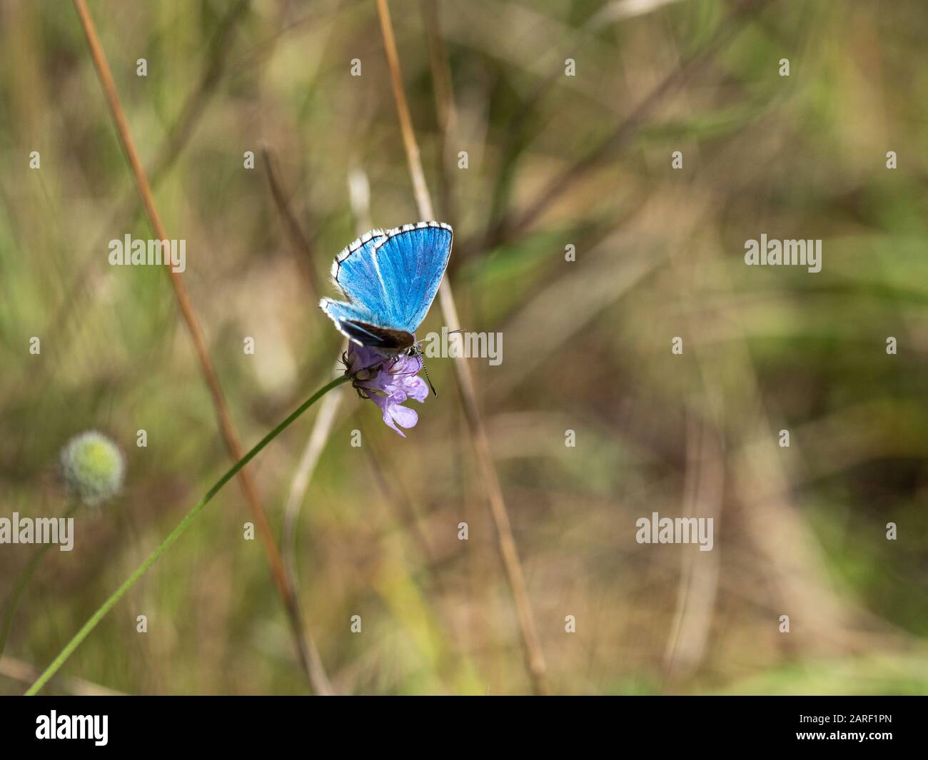 Adonis blue (Polyommatus bellargus). Denbies hillside. Stock Photo