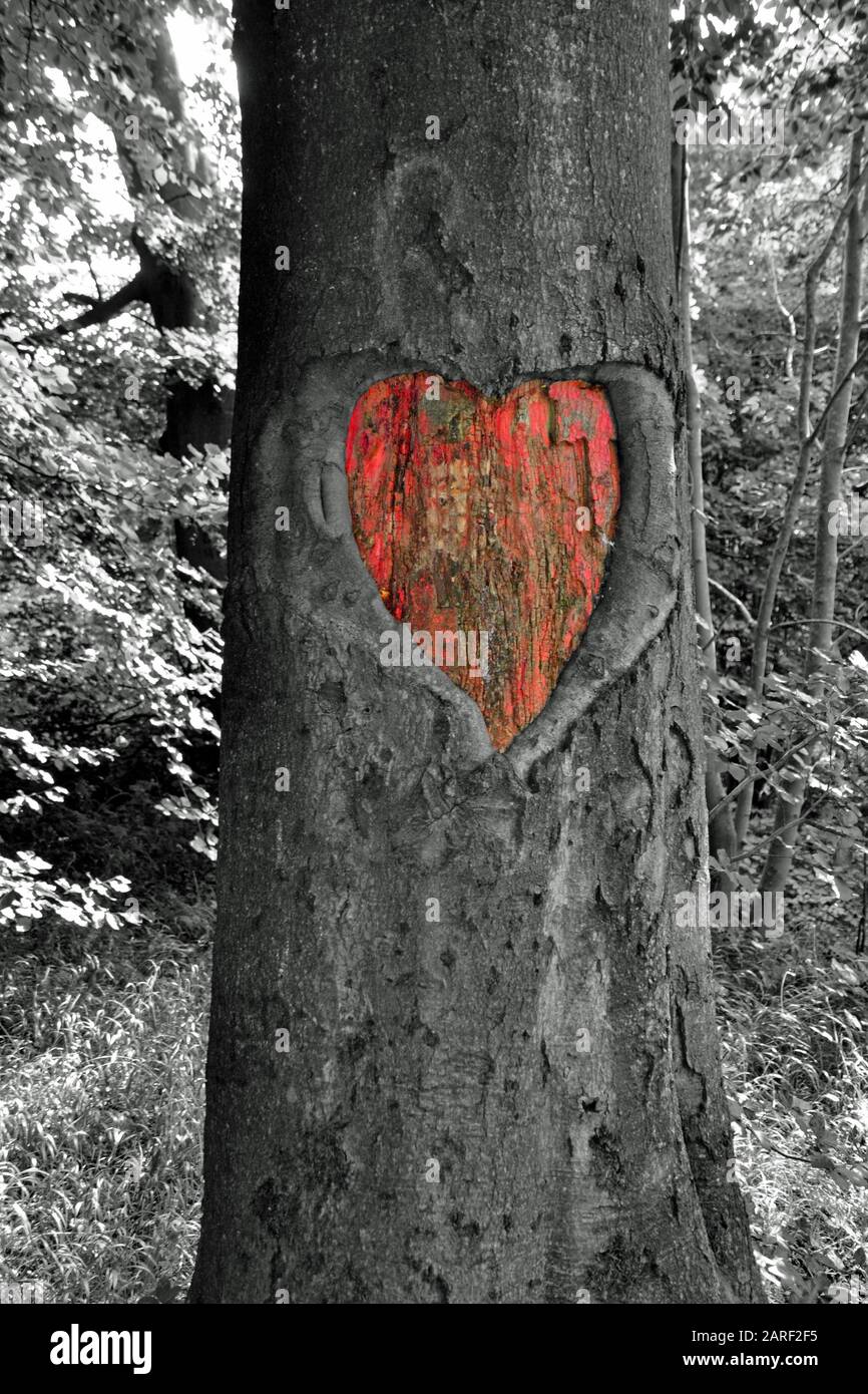 Valentines love heart painted red, hollowed out in the bark of a tree in the woods in