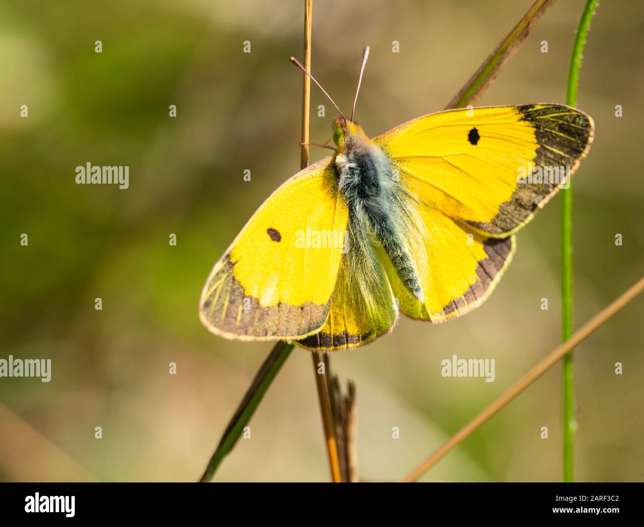 Clouded Yellow butterfly Colias croceus, wings open Stock Photo