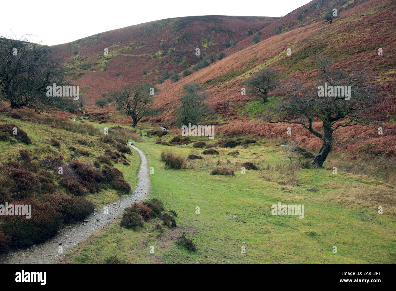 Path leading up through Ashes Hollow on the Long Mynd near Little Stretton, Shropshire, UK. Stock Photo