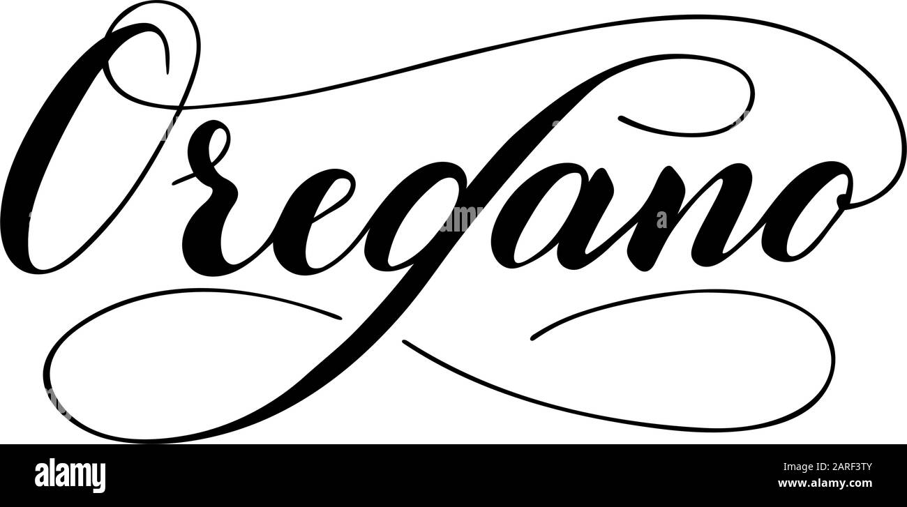 Vector hand written oregano text isolated on white background. Kitchen healthy herbs and spices for cooking. Script brushpen lettering with flourishes Stock Vector