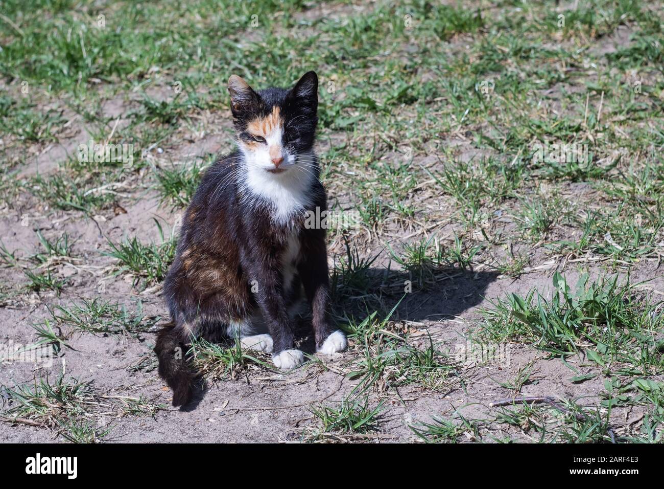 Small black and white kitten sitting on the grass Stock Photo - Alamy