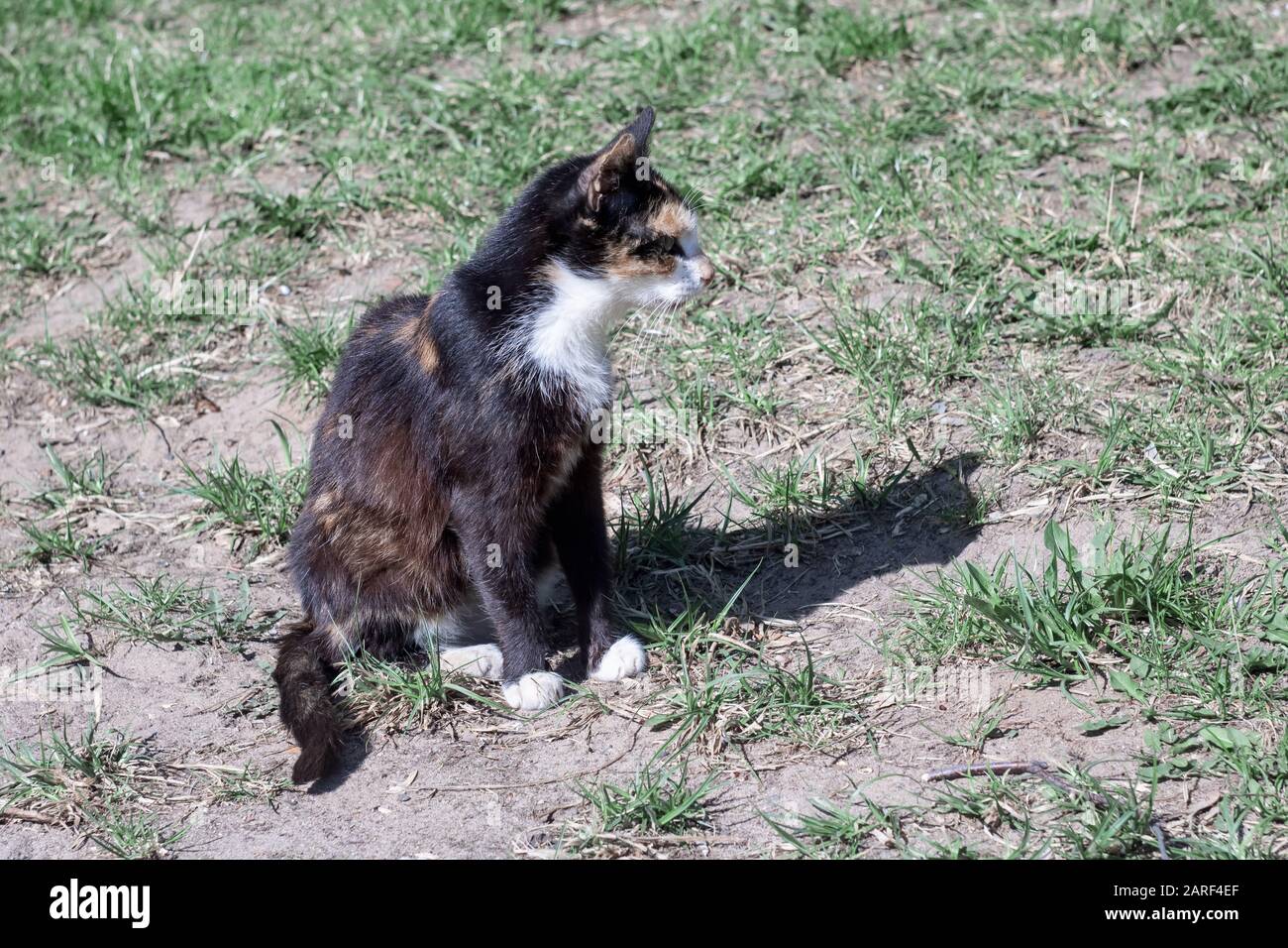 Small black and white kitten sitting on the grass Stock Photo - Alamy