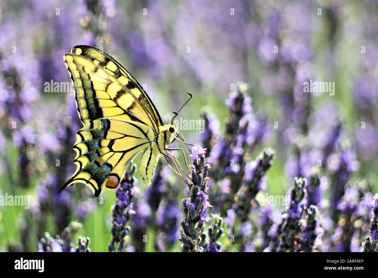 Amazing Butterfly Stock Photo