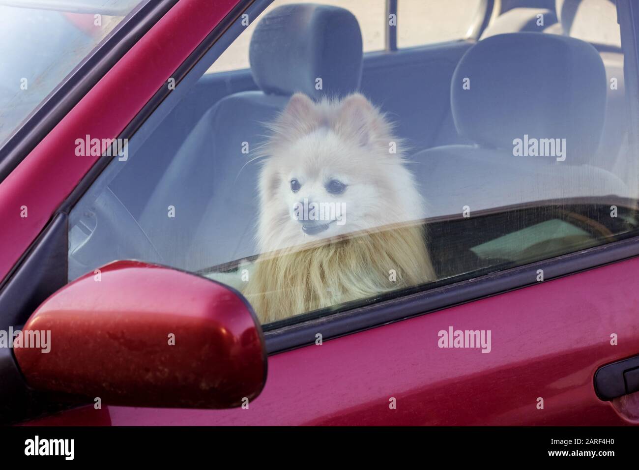 Dog locked in car hires stock photography and images Alamy